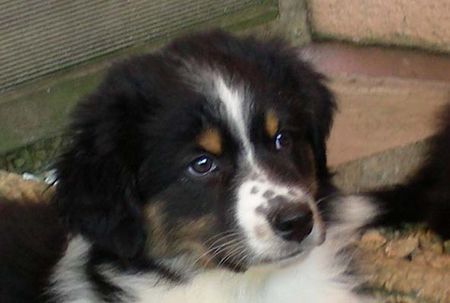 Australian Shepherd Delaware