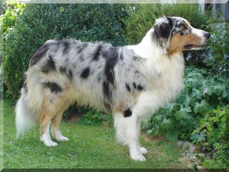 Australian Shepherd JCH. Louis from Skippy River DNA-VP