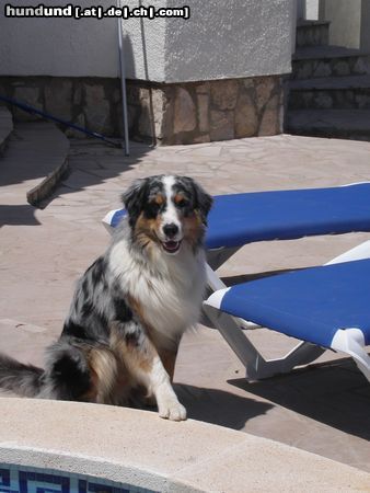 Australian Shepherd