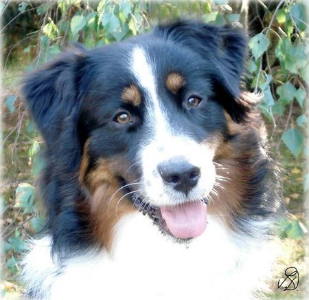 Australian Shepherd Guardian Angel's Leviathan - 8Monate