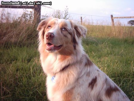 Australian Shepherd Australian-Shepherd-Hündin 19 Monate red merle