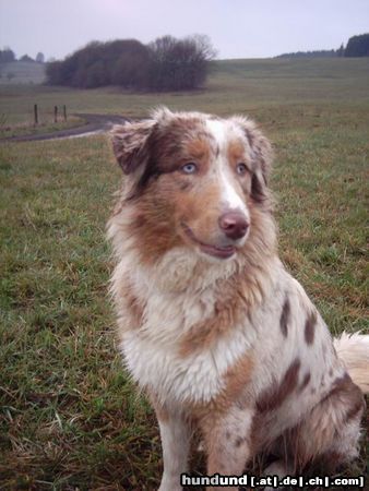 Australian Shepherd Dragonheart´s Lizy (1 J)