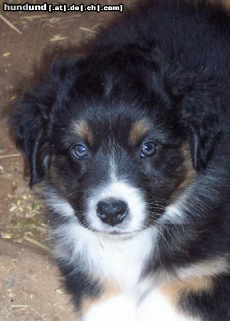 Australian Shepherd Darling's Lucky