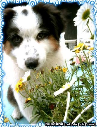 Australian Shepherd Guardian Angel's Girl Mable