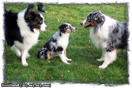 Australian Shepherd Artus, Merlin und Mini-Aussie Angel