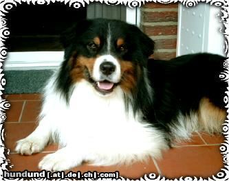 Australian Shepherd Guardian Angel's Black Malu