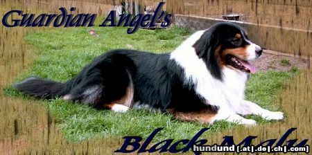 Australian Shepherd Guardian Angel''s Black Malu