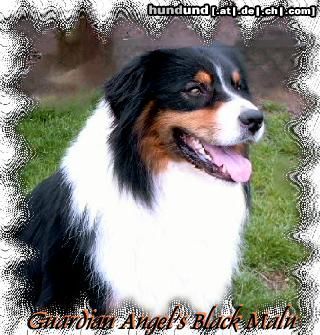 Australian Shepherd Guardian Angel\'s Black Malu