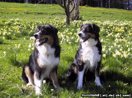 Australian Shepherd Bandu und Mama Pinoccia