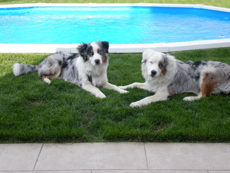 Australian Shepherd Die beiden Brüder Mango&Filou, 8 Monate