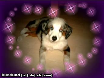 Australian Shepherd Mini-Aussie Megan mit 4 Monaten