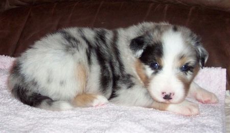 Australian Shepherd Merlin, geb. 25.07.06