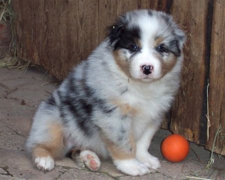 Australian Shepherd Merlin, geb. 25.07.06. So sehe ich mit 5,5 Wochen aus!