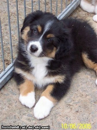 Australian Shepherd Darling's Deja Vu - Sidney