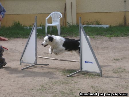 Australian Shepherd Momo fliegt