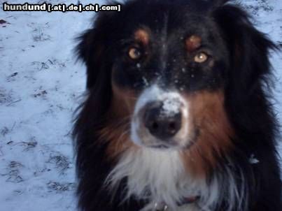 Australian Shepherd Murphy (Detrian vom Hause Atreides)