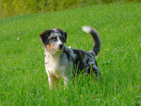 Australian Shepherd Dulco der Stolze Lausbub