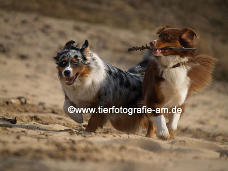 Australian Shepherd Unsere Aussies im Spiel