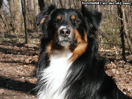 Australian Shepherd