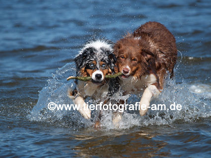 Australian Shepherd Unsere Aussies im Spiel