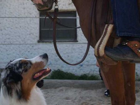 Australian Shepherd Lennox (blue merle Rüde)