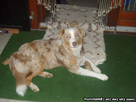 Australian Shepherd