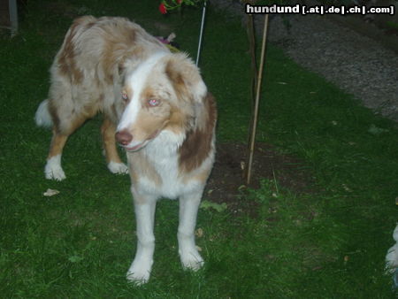 Australian Shepherd