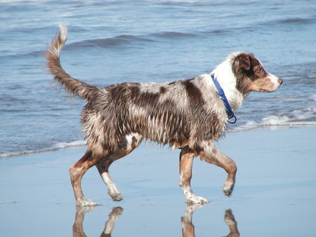 Australian Shepherd Lucky mit 4 Monaten am Strand