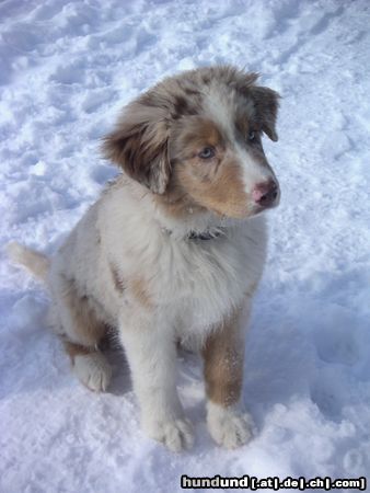 Australian Shepherd Vaykira du Coral Twivro (12 Wochen alt)