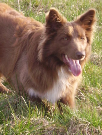 Australian Shepherd Enya in Action