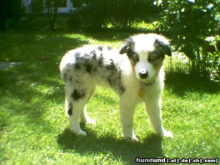 Australian Shepherd Annie 13 Wochen