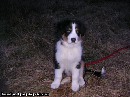 Australian Shepherd mein kleiner firo schon ganz groß