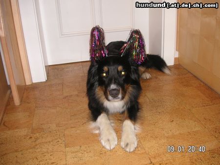 Australian Shepherd Eyes On Eyko