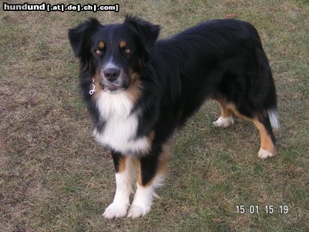 Australian Shepherd Western Recall´s Eyes On Eyko