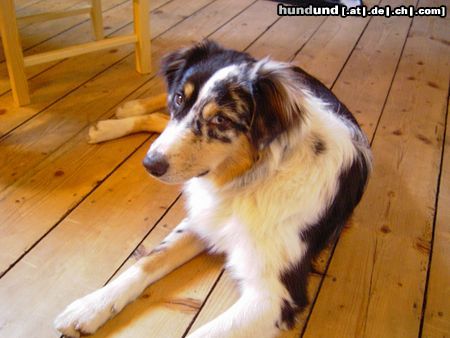 Australian Shepherd