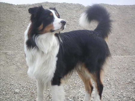 Australian Shepherd Das is mein schatz (FIRO)