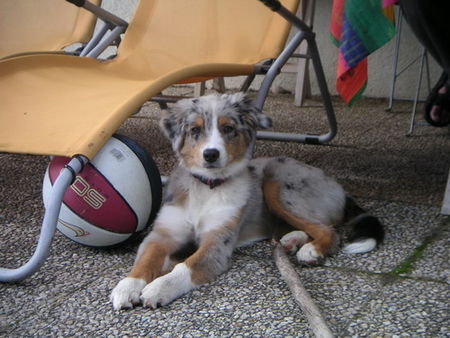 Australian Shepherd Balu from Black Boy Country