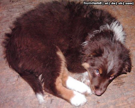 Australian Shepherd Kleiner Freund