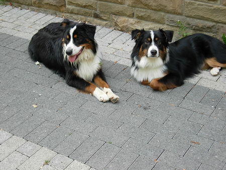 Australian Shepherd Hallo, wir sind Pepper und Paul - 8 Monate alt