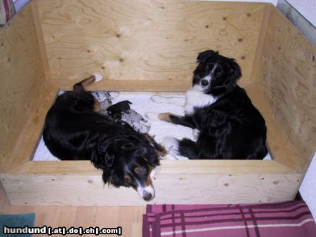 Australian Shepherd Pinoccia mit den Welpen und Fly, die Welpen sind 1 Woche alt