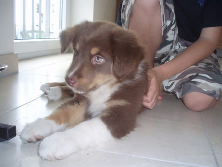 Australian Shepherd baily 10 wochen