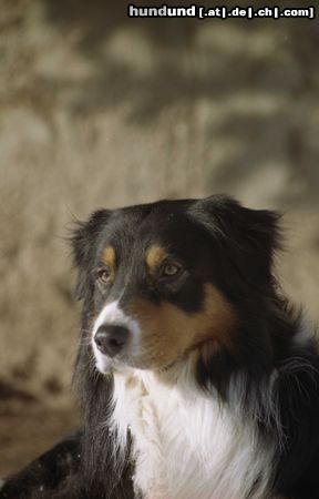 Australian Shepherd Philosoph du CORAL TWIVRO.Liebhaberzucht du CORAL TWIVRO / Munster / Elsass