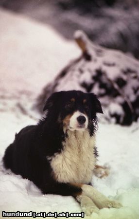 Australian Shepherd Phocéa du CORAL TWIVRO.Liebhaberzucht du CORAL TWIVRO / Elsass / Frankreich