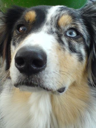 Australian Shepherd