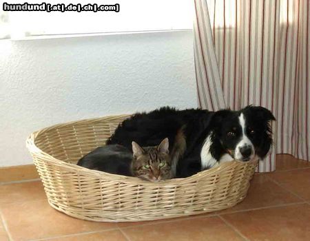 Australian Shepherd noch Fragen?