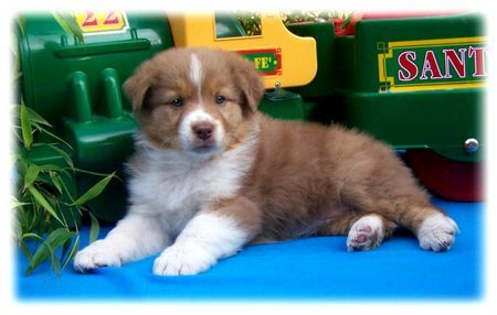 Australian Shepherd