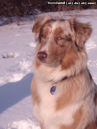 Australian Shepherd Snow-Shepherd