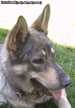 Australian Shepherd Rex Aussi-DSH-Mix