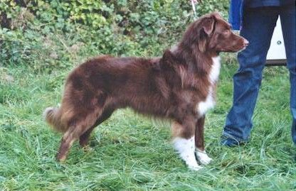 Australian Shepherd Robin of Rainwood, DECKRÜDE