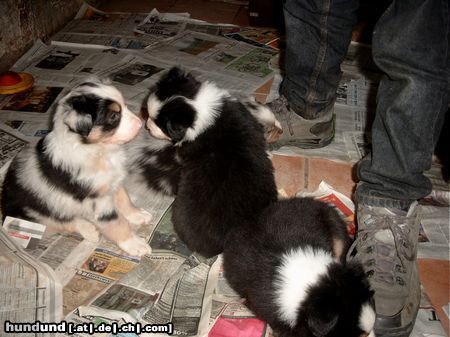 Australian Shepherd Wie riechst Du denn?